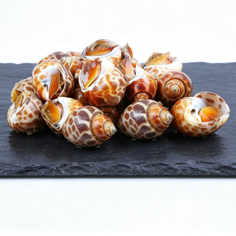 Frozen Exotic Sea Snails