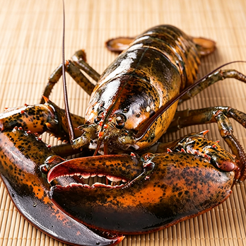 Frozen Royal Maine Lobster