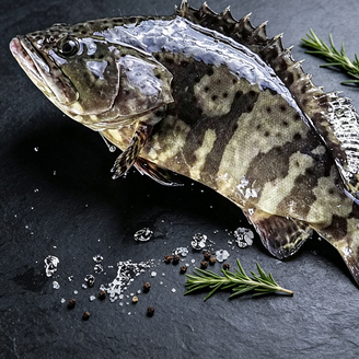 Premium Wild-Caught Grouper
